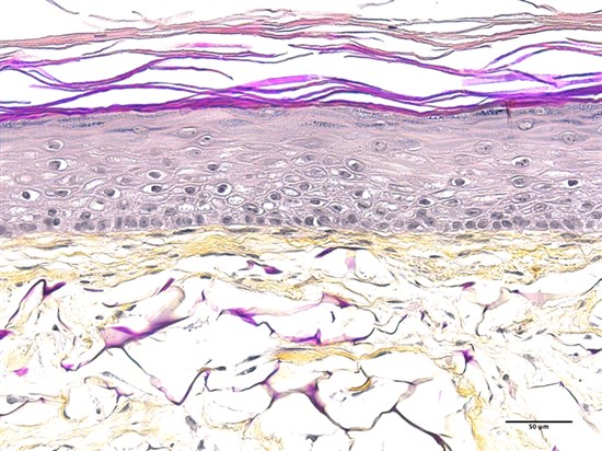 3D ADULT<br>reconstructed skin