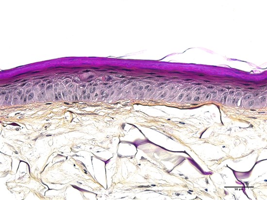 3D ADULT<br>reconstructed skin