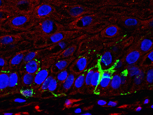 3D LONGEVISkin3D PIGMENTSkin
