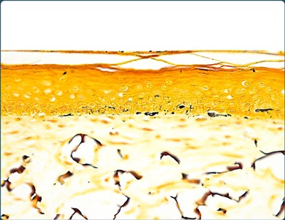 glycated 18